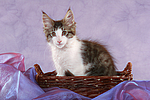katzenfotos maine_coon