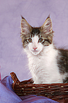 katzenfotos maine_coon