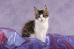 katzenfotos maine_coon