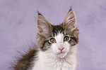 katzenfotos maine_coon