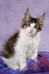 katzenfotos maine_coon