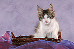 katzenfotos maine_coon