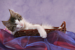 katzenfotos maine_coon