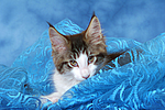 katzenfotos maine_coon
