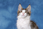 katzenfotos maine_coon