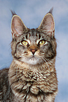 katzenfotos maine_coon
