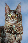 katzenfotos maine_coon