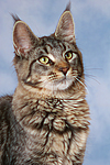 katzenfotos maine_coon