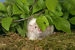 kleintierfotos ratte_-_dumboratte