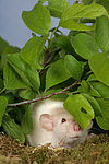 kleintierfotos ratte_-_dumboratte