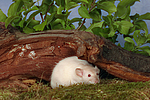 kleintierfotos ratte_-_dumboratte