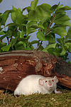 kleintierfotos ratte_-_dumboratte