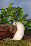 kleintierfotos ratte_-_dumboratte