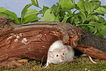 kleintierfotos ratte_-_dumboratte