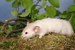 kleintierfotos ratte_-_dumboratte
