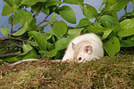 kleintierfotos ratte_-_dumboratte