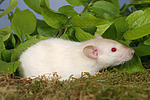 kleintierfotos ratte_-_dumboratte