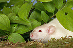 kleintierfotos ratte_-_dumboratte