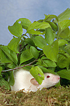 kleintierfotos ratte_-_dumboratte
