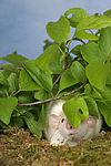kleintierfotos ratte_-_dumboratte