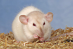 kleintierfotos ratte_-_dumboratte