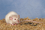 kleintierfotos ratte_-_dumboratte