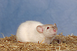 kleintierfotos ratte_-_dumboratte