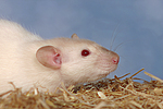 kleintierfotos ratte_-_dumboratte