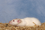 kleintierfotos ratte_-_dumboratte