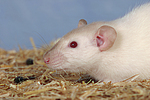 kleintierfotos ratte_-_dumboratte