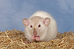 kleintierfotos ratte_-_dumboratte