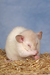 kleintierfotos ratte_-_dumboratte