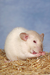 kleintierfotos ratte_-_dumboratte