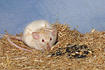 kleintierfotos ratte_-_dumboratte