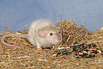 kleintierfotos ratte_-_dumboratte