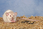 kleintierfotos ratte_-_dumboratte