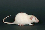 kleintierfotos ratte_-_dumboratte