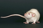 kleintierfotos ratte_-_dumboratte