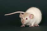 kleintierfotos ratte_-_dumboratte
