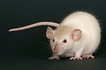 kleintierfotos ratte_-_dumboratte