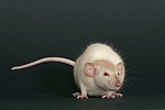 kleintierfotos ratte_-_dumboratte