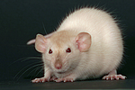kleintierfotos ratte_-_dumboratte