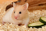 kleintierfotos hamster_-_goldhamster