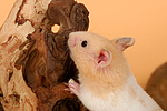 kleintierfotos hamster_-_goldhamster