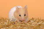 kleintierfotos hamster_-_goldhamster