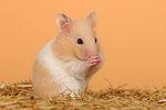 kleintierfotos hamster_-_goldhamster