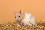 kleintierfotos hamster_-_goldhamster