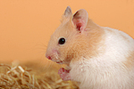 kleintierfotos hamster_-_goldhamster