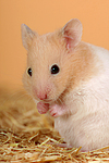 kleintierfotos hamster_-_goldhamster