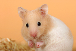 kleintierfotos hamster_-_goldhamster
